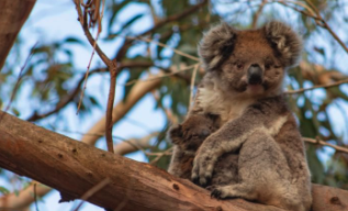 6 wildlife experiences you must do in South...